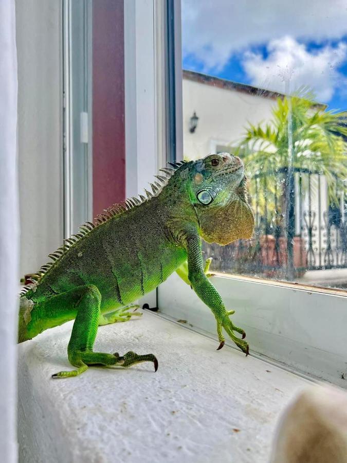 Vc Beach Suites Isla Mujeres Buitenkant foto